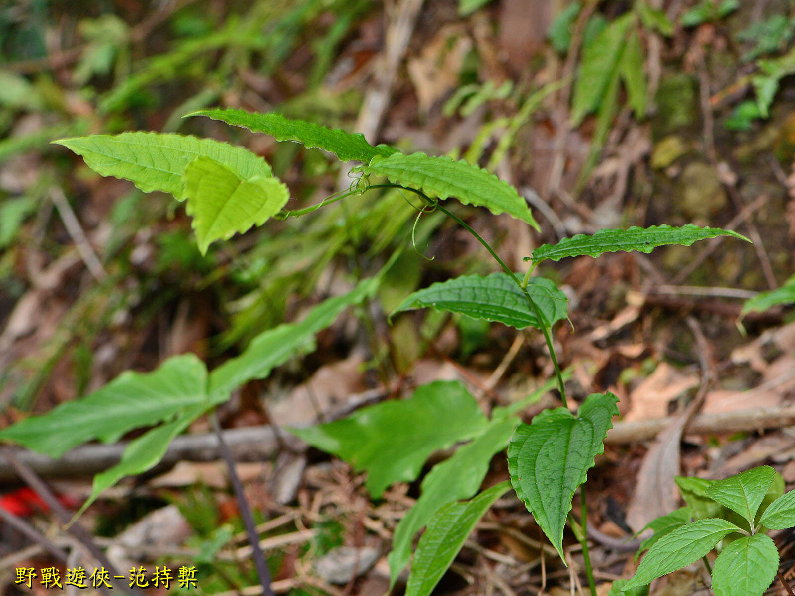 Image of Smilax riparia A. DC.