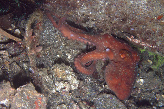 Слика од Callistoctopus luteus (Sasaki 1929)