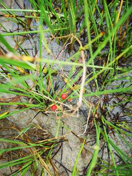 Image of Kedrostis foetidissima (Jacq.) Cogn.