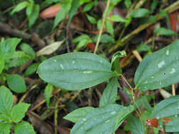 Image of Smilax bracteata C. Presl