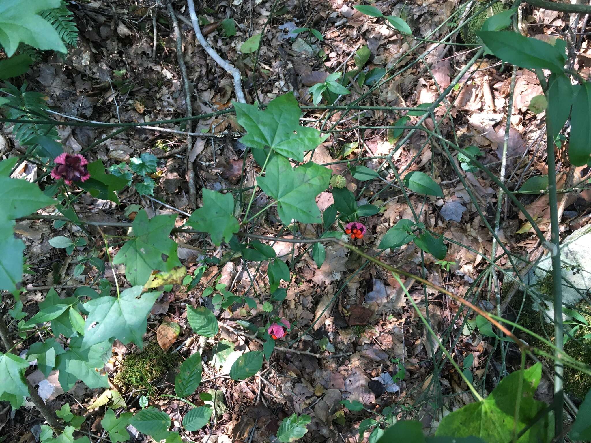 Euonymus americanus L. resmi