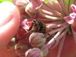 Image of Rose Chafer