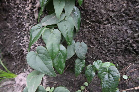 Image of Dioscorea burchellii Baker