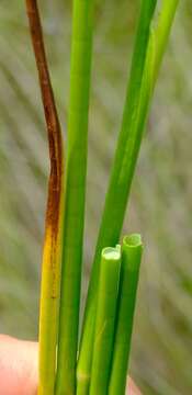 Слика од Juncus oxycarpus E. Meyer ex Kunth