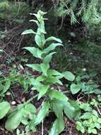 Image of Hieracium krylovii Nevski ex Krylov