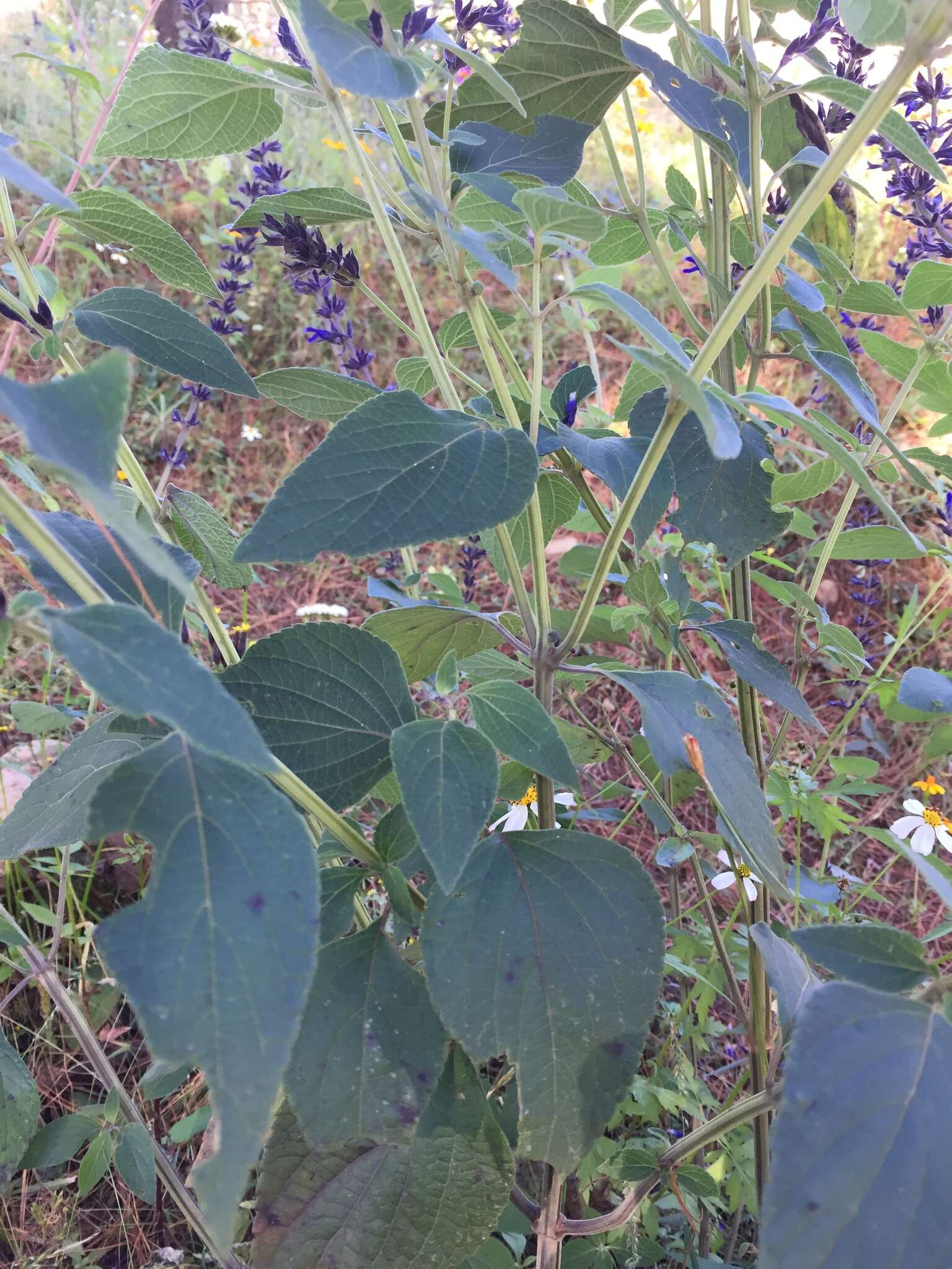 Image of Salvia mexicana L.