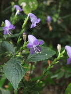 Image of Strobilanthes cordifolia (Vahl) J. R. I. Wood