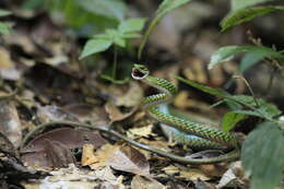 Image of Leptophis ahaetulla nigromarginatus (Günther 1866)