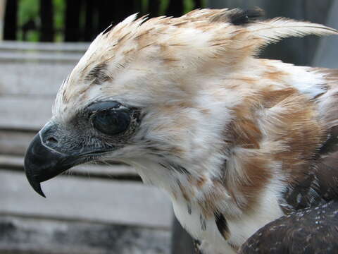 Image of Ornate Hawk-Eagle