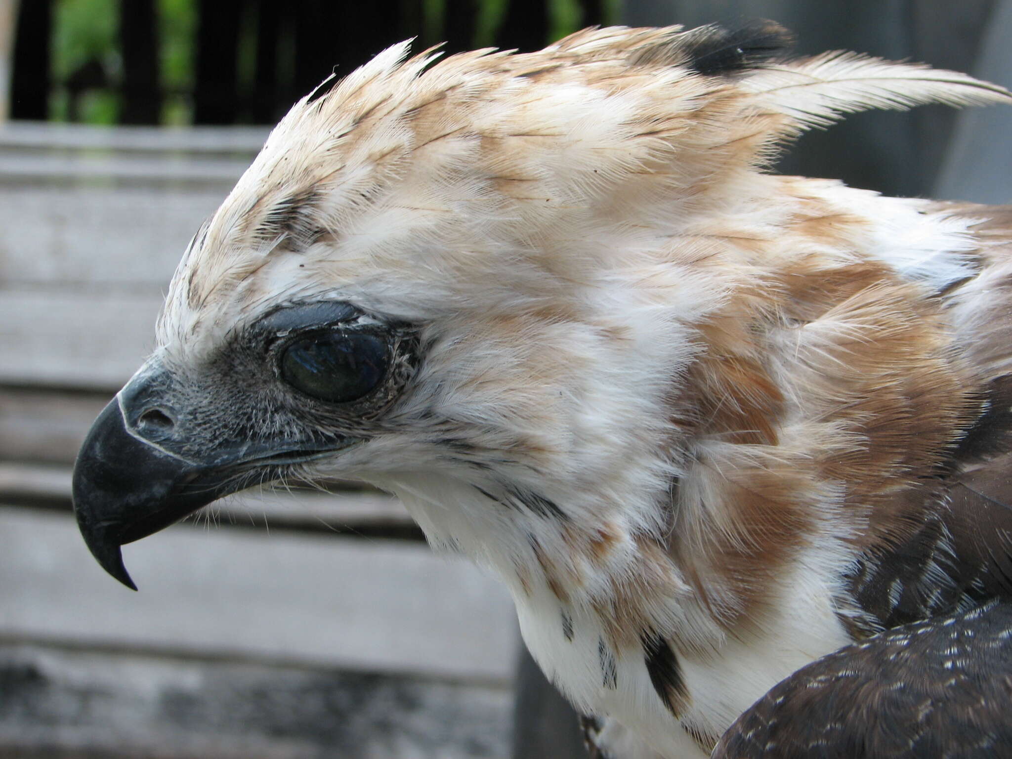 Spizaetus ornatus (Daudin 1800) resmi