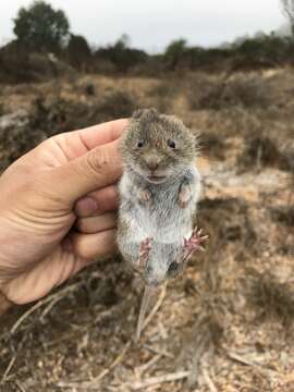 Image of Amargosa Vole