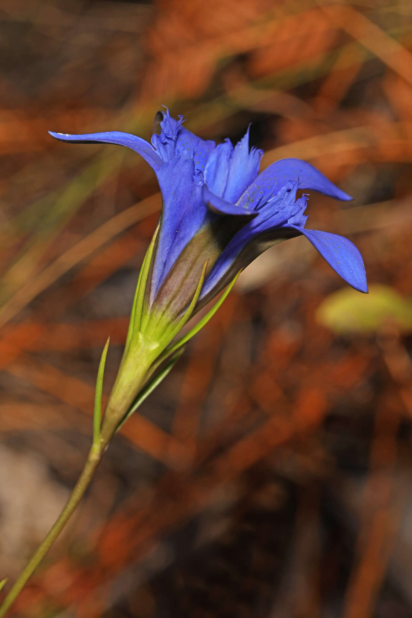 Image de Gentiana autumnalis L.