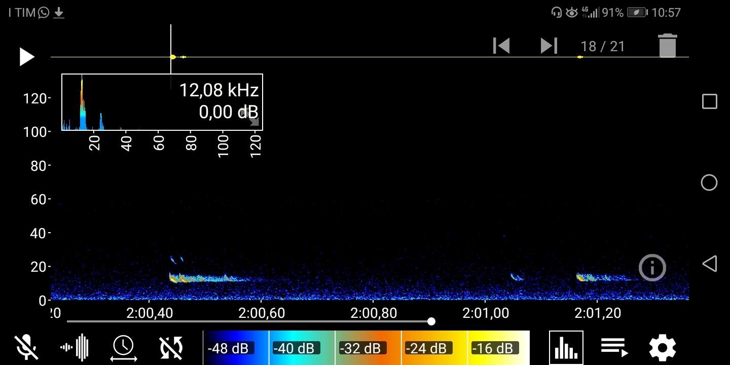 Image of European Free-tailed Bat