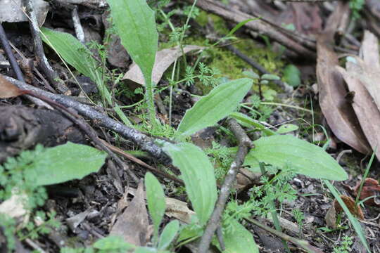 Image of weak plantain