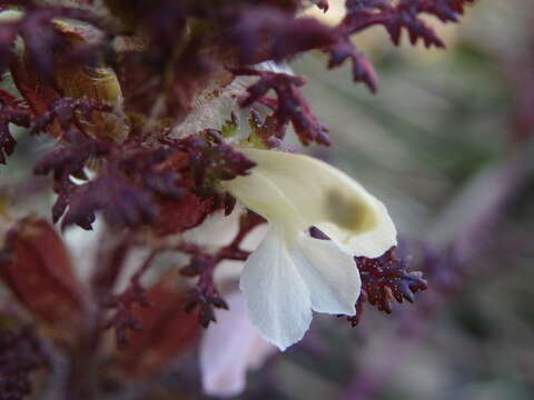 Image of Pedicularis sylvatica subsp. lusitanica (Hoffmgg. & Link) Coutinho