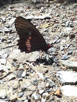 Image of Parides iphidamas (Fabricius 1793)