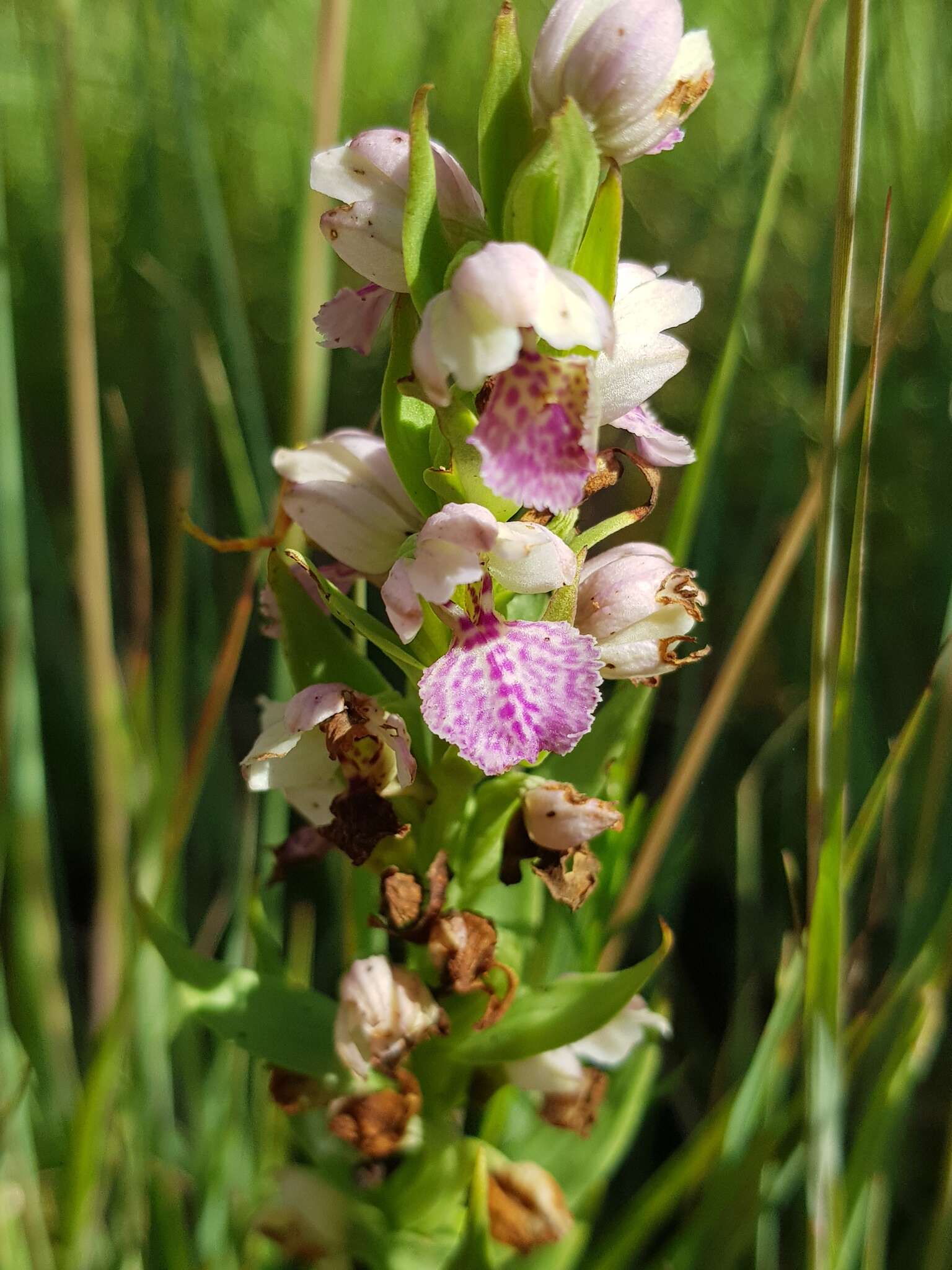 Image de Brachycorythis conica subsp. transvaalensis Summerh.