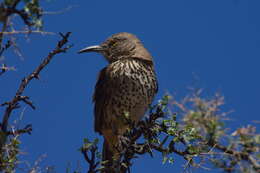 صورة Toxostoma cinereum (Xántus 1860)