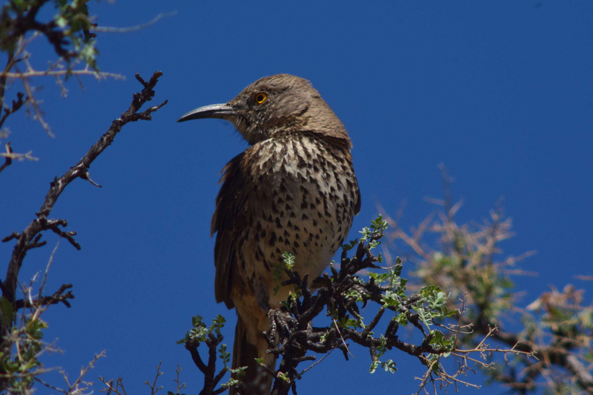 صورة Toxostoma cinereum (Xántus 1860)