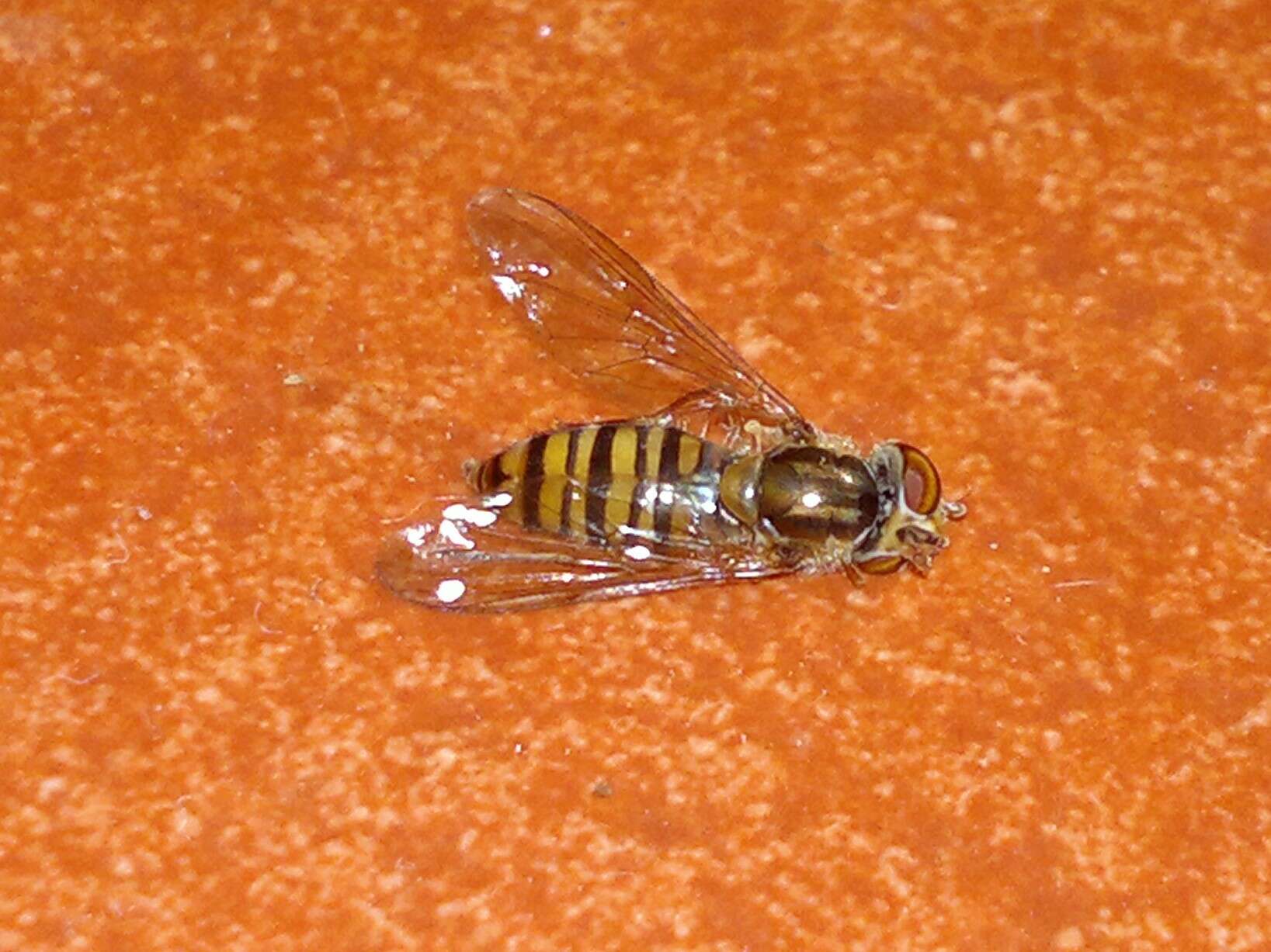 Image of Episyrphus