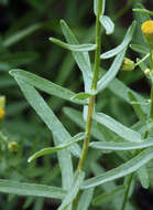 Image of California rayless fleabane