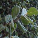 Sivun Diospyros californica (Brandegee) I. M. Johnst. kuva