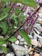 Urtica angustifolia Fisch. ex Hornem.的圖片