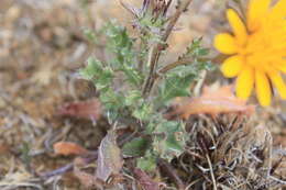 صورة Cuspidia cernua subsp. annua (Less.) Rössl.