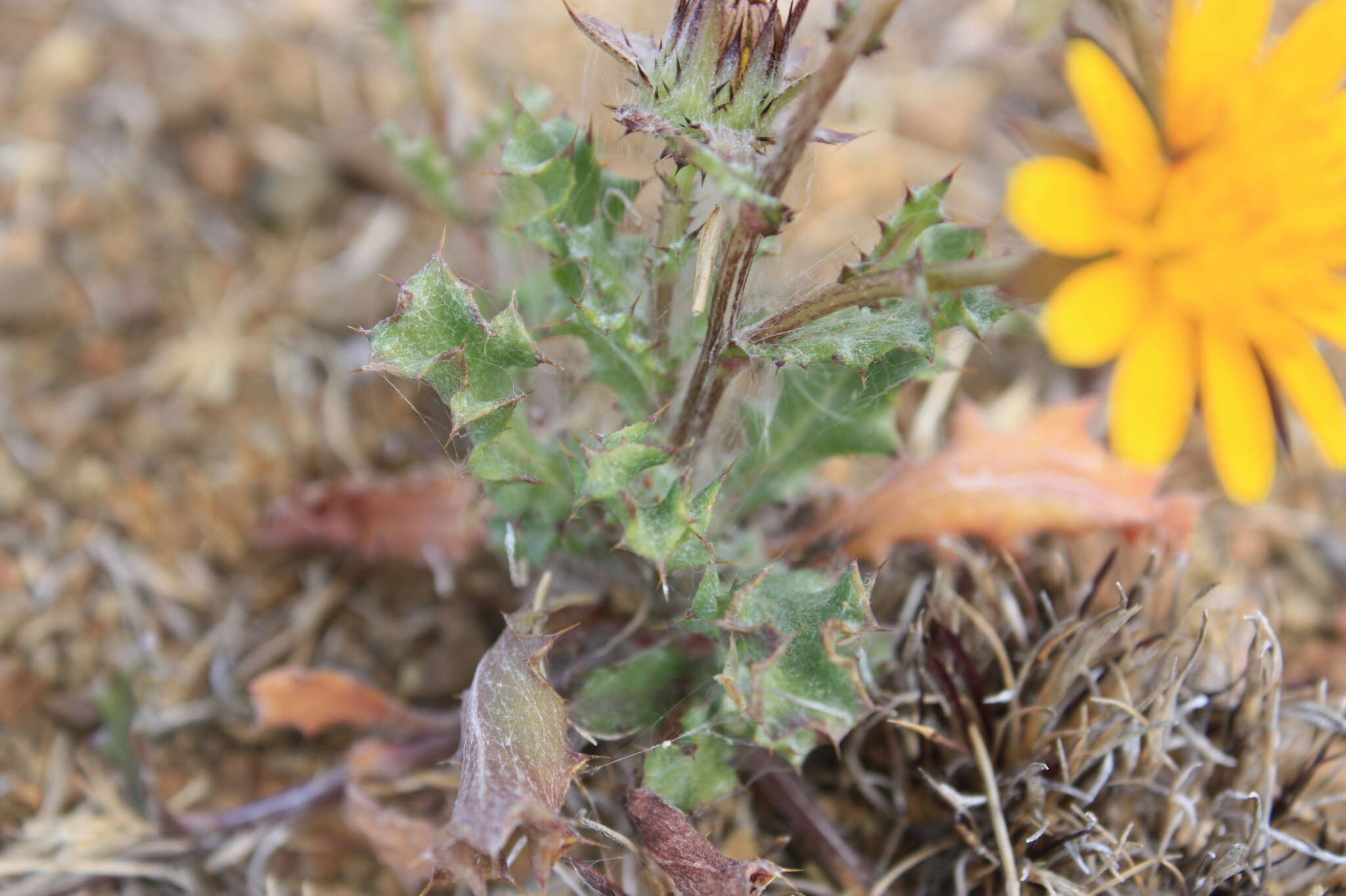 صورة Cuspidia cernua subsp. annua (Less.) Rössl.