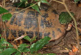 Image of Indotestudo