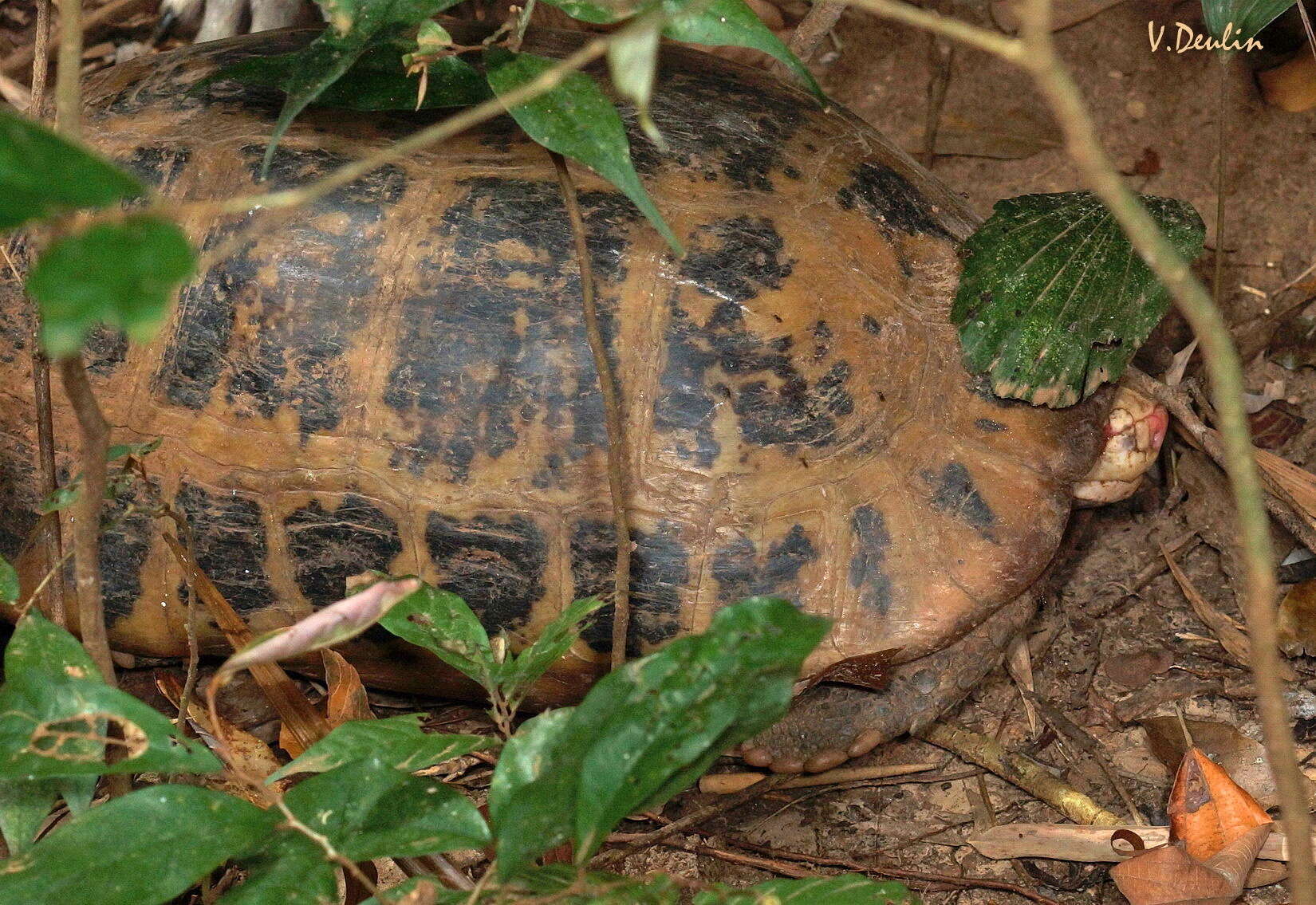 Image of Indotestudo