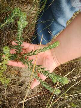 Image of Phylica harveyi (Arn.) Pillans