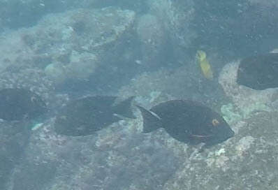 Image of Bristletoothed Surgeonfish