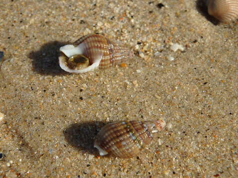 Image of netted dog whelk