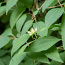 Image of Philadelphus pekinensis Rupr.