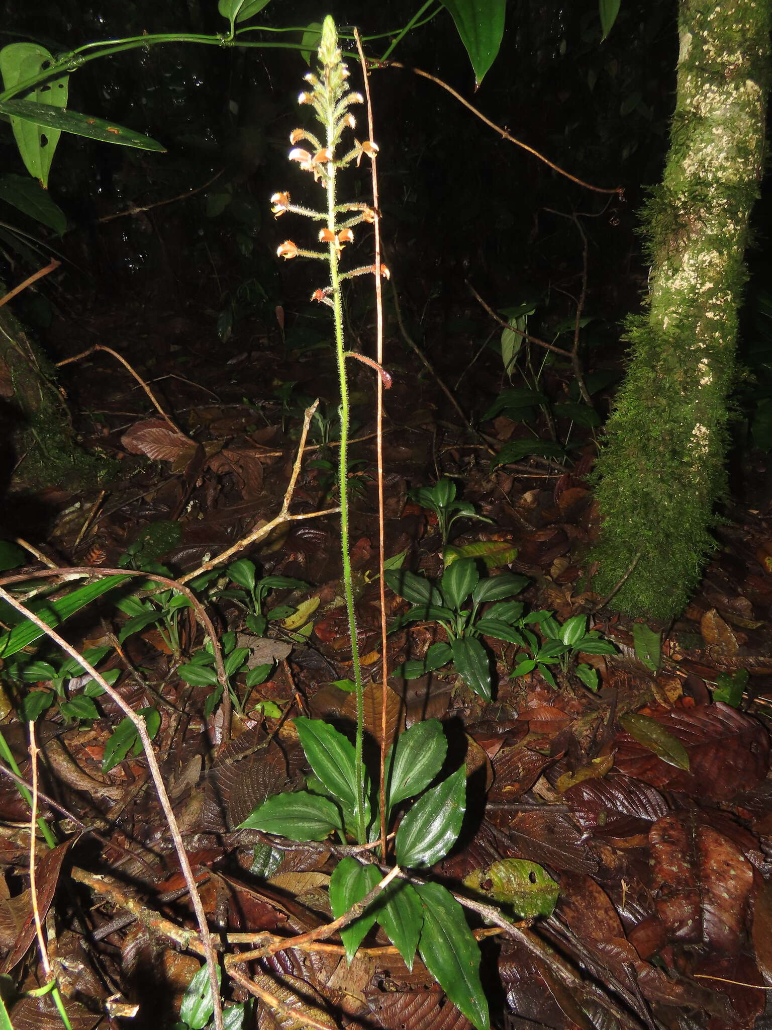 Image of Ponthieva diptera Linden & Rchb. fil.