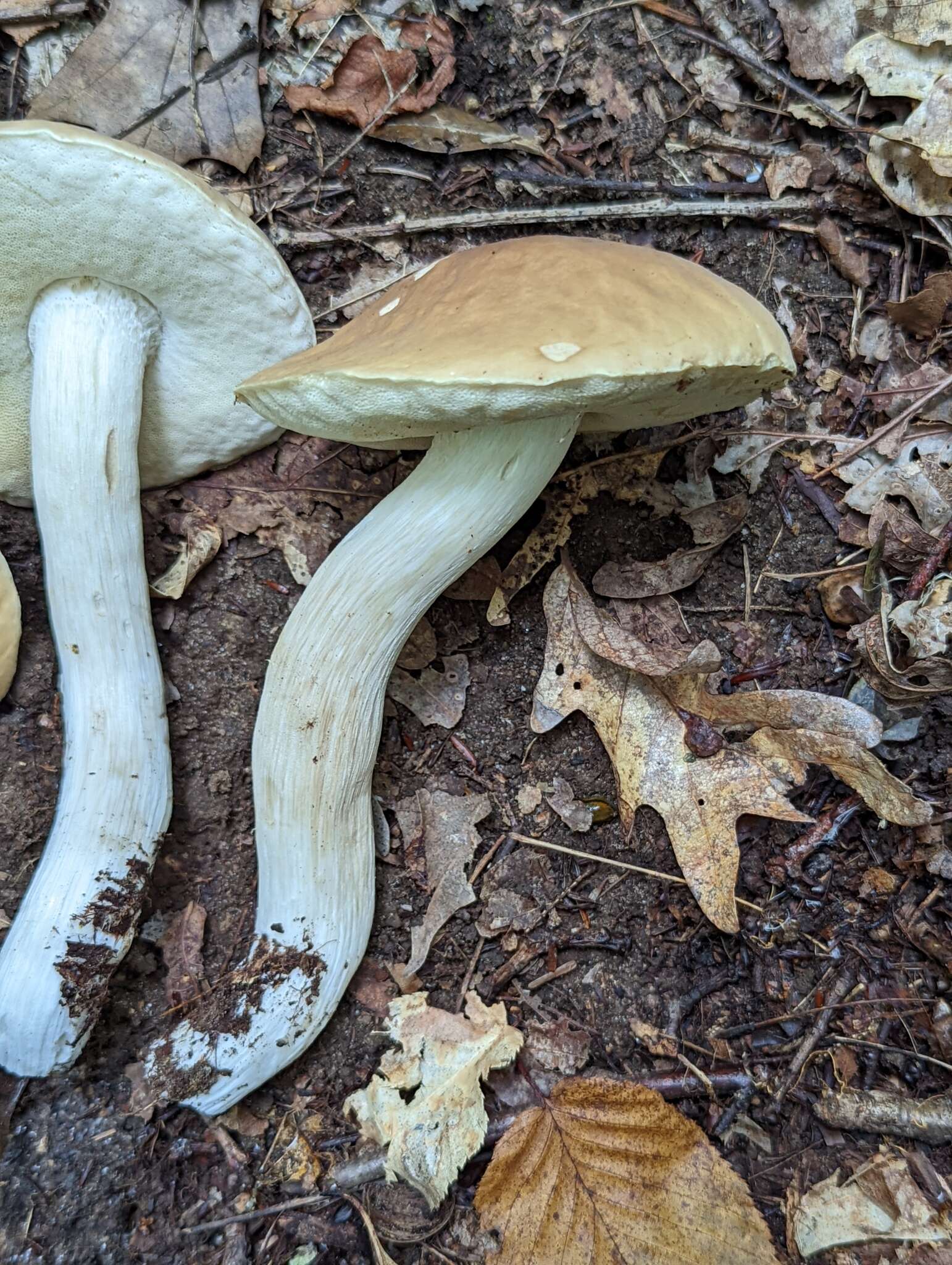 Image of Boletus nobilis Peck 1905