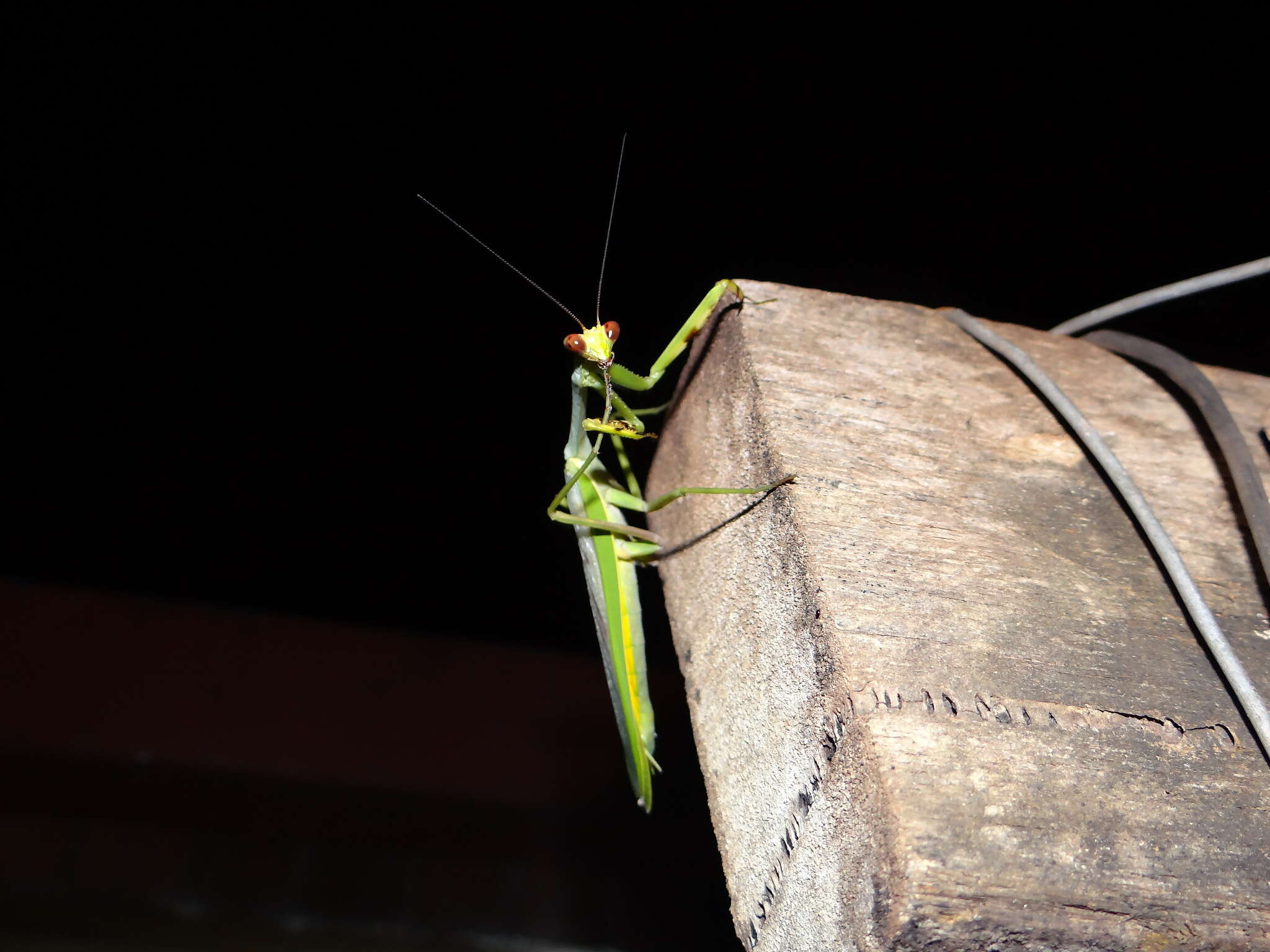 Image of Stagmatoptera supplicaria Burmeister 1838