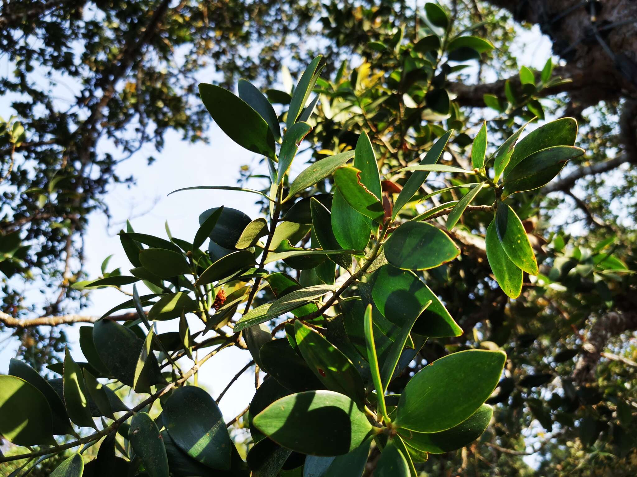 Image de Agathis borneensis Warb.