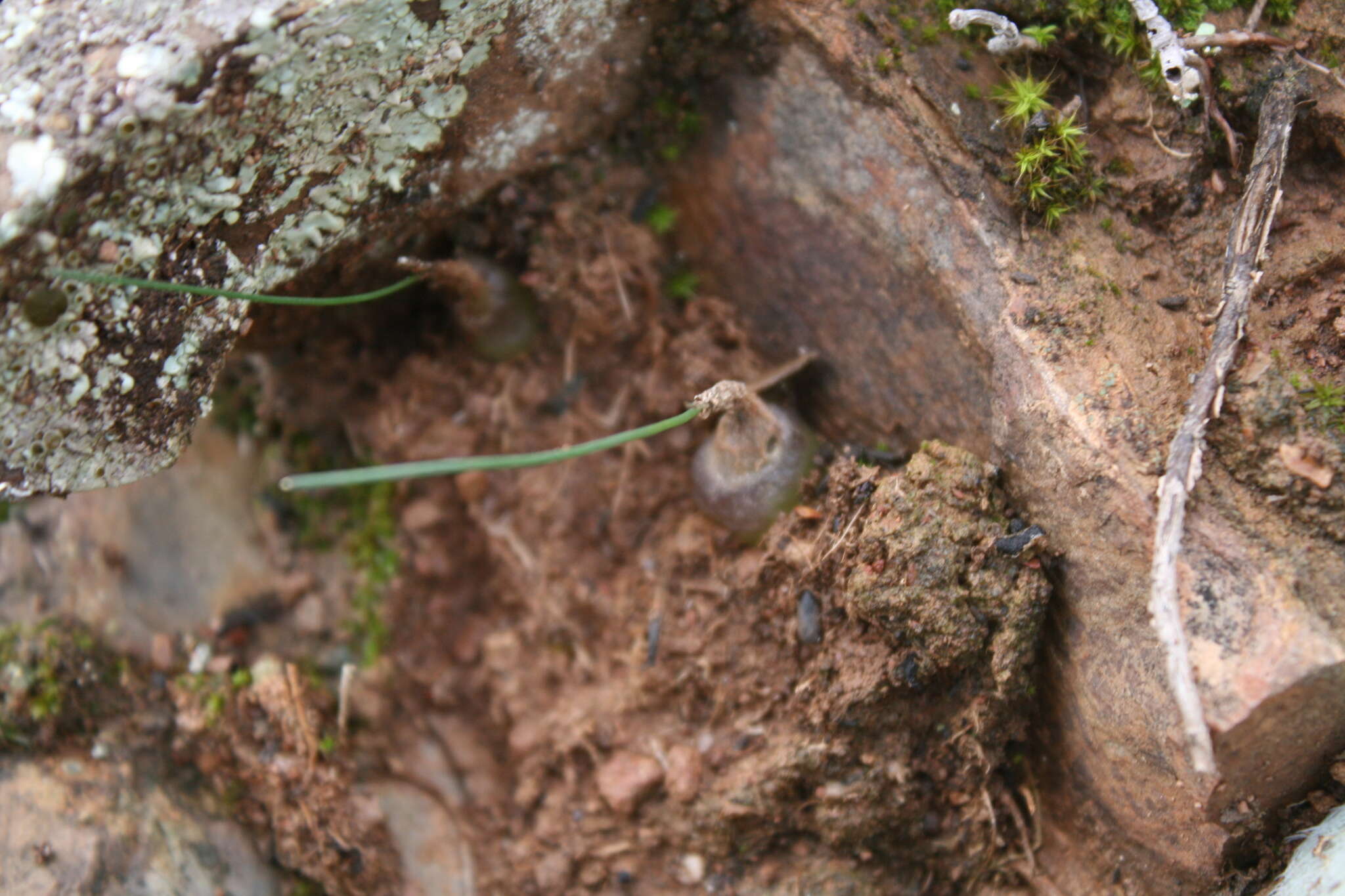 Image of Drimia stenocarpa J. C. Manning & J. M. J. Deacon