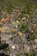 Image of Moraea angusta (Thunb.) Ker Gawl.
