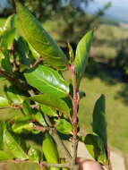 Image of Strawberry bush