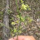 Image of Cyperus fulvus R. Br.