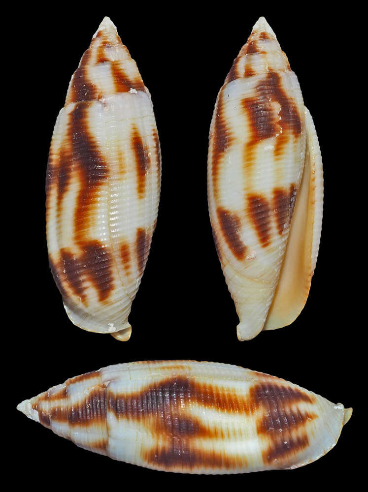 Image of Nebularia edentula (Swainson 1823)
