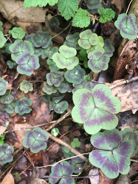 Imagem de Oxalis violacea L.