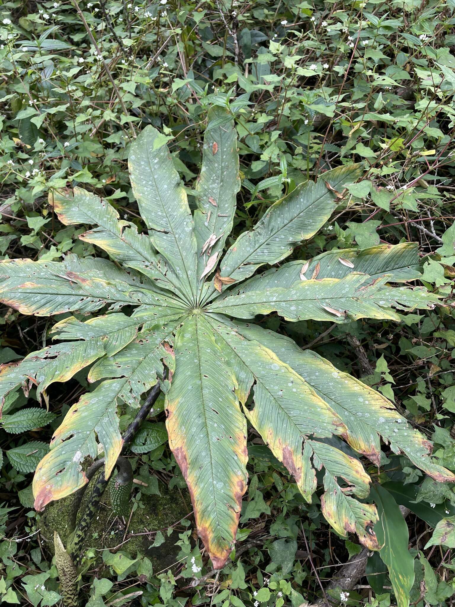 Arisaema taiwanense var. taiwanense的圖片