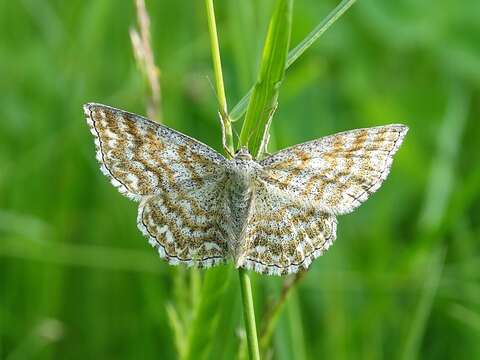 Scopula immorata Linnaeus 1758 resmi