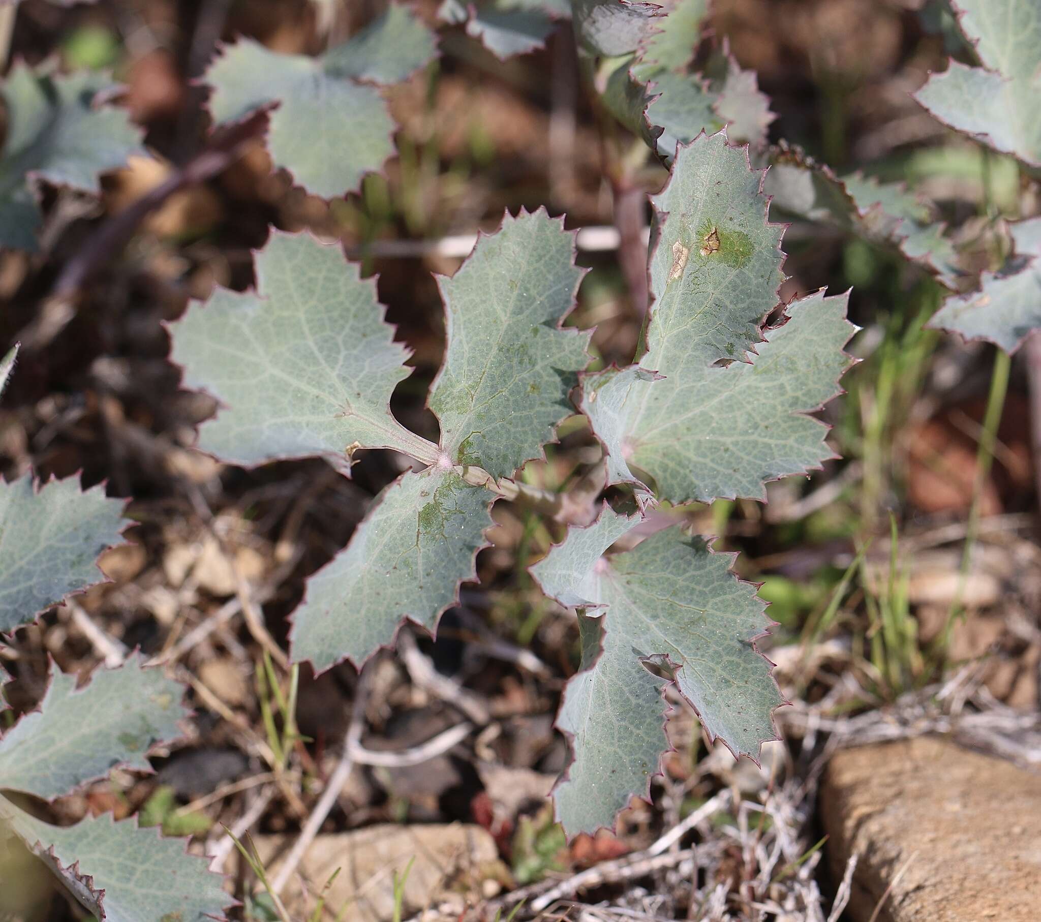 Слика од Lomatium repostum (Jepson) Mathias