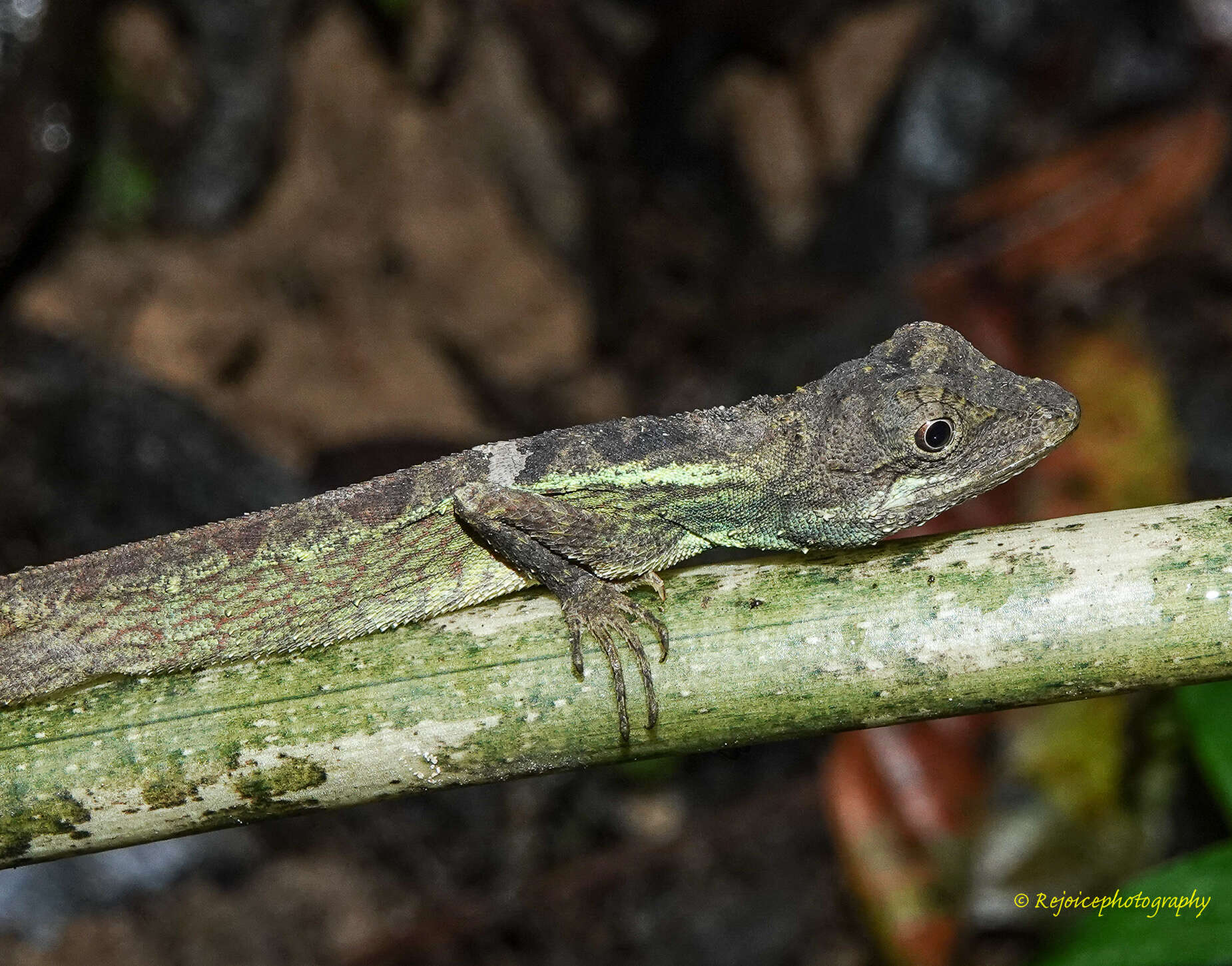 Image of Green Fan-throated lizard