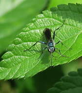 Image of Japanese Blue Mud-dauber Wasp